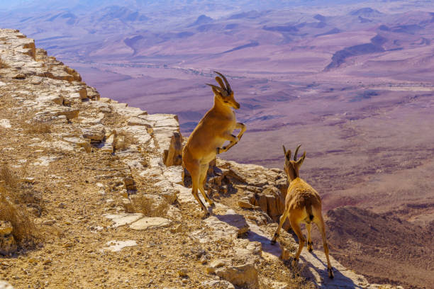istock Pair of young Nubian Ibex practice fighting, Makhtesh (crater) Ramon 1362898073