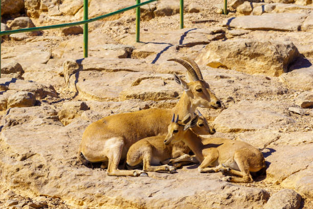 istock Mother and two kids Nubian Ibex. Makhtesh (crater) Ramon 1362898146
