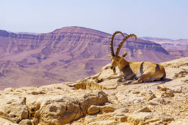 istock Male Nubian Ibex, Makhtesh (crater) Ramon 1362898199