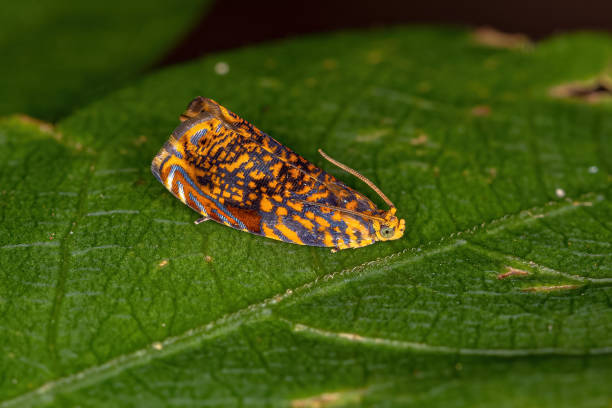 istock Adult Tortricid Leafroller Moth 1362898280