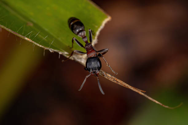 istock Adult Female Twig Ant 1362899322