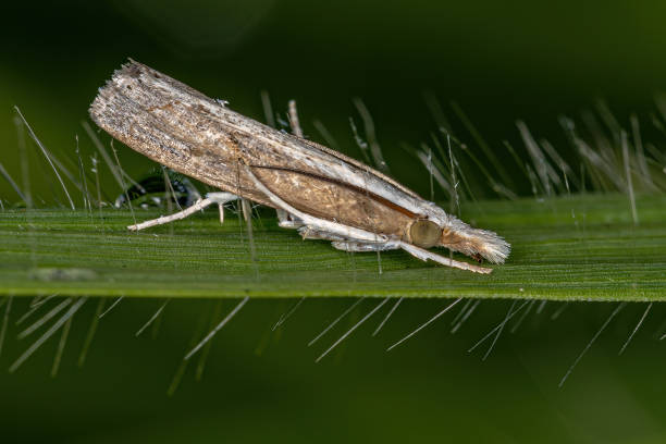 istock Adult Grass-veneer moth 1362899364
