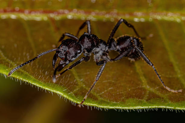 istock Adult Female Ectatommine Ant 1362899372
