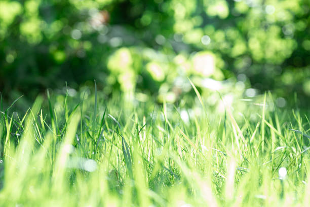 istock Blurred shining green grass of different heights background with sunlight gently falling on meadow. Perplexing background full of green. Return to nature and environmental friendliness 1362899545