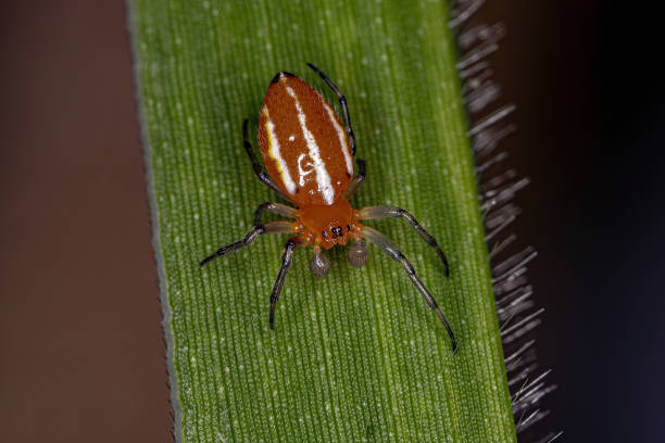 istock Adult Typical Orbweaver Spider 1362899751