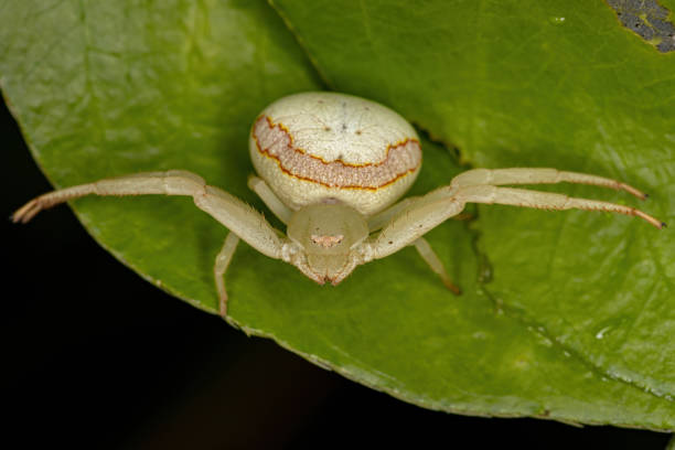 istock Adult Female Crab Spider 1362899779