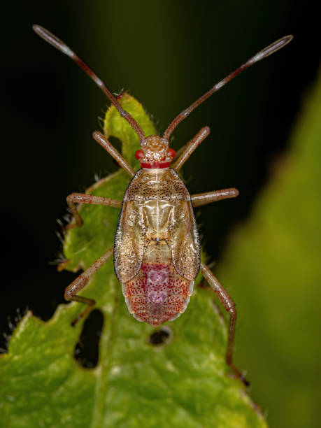 Adult Pentatomomorph Bug stock photo