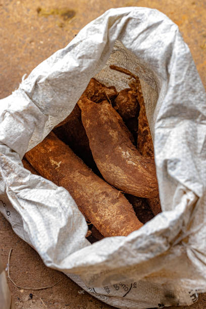istock Pieces of unpeeled cassava 1362899991
