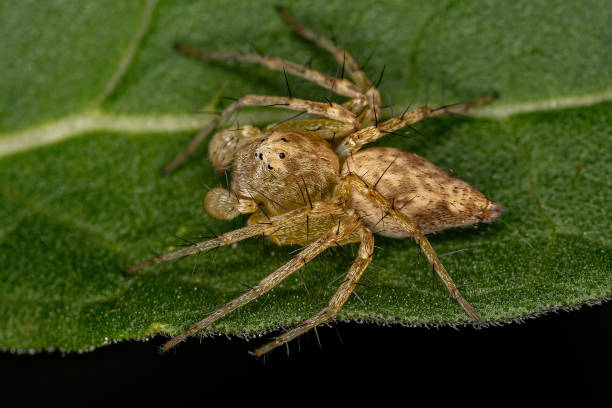 istock Male Adult Lynx Spider 1362900002