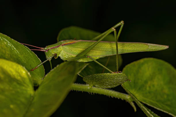istock Adult Phaneropterine Katydid 1362900003
