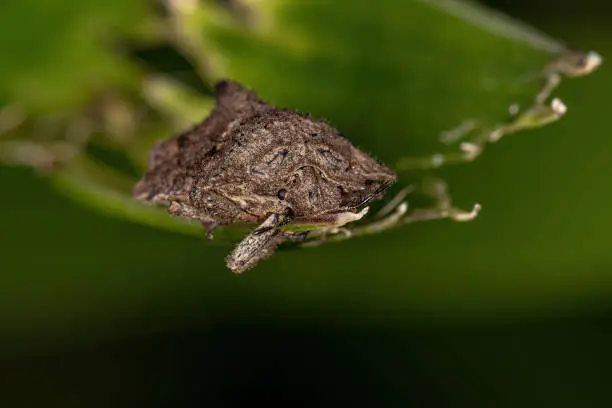 Adult Stink Bug of the Genus Cyrtocoris