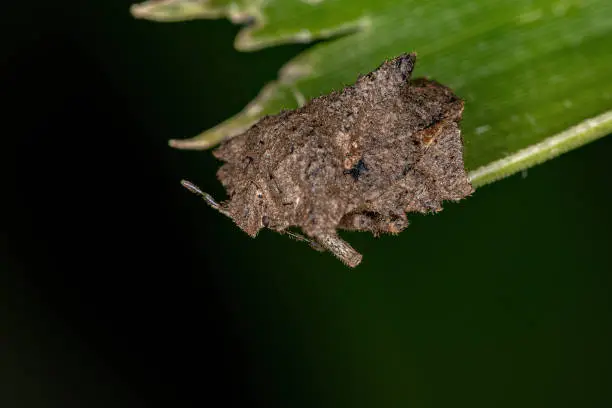 Adult Stink Bug of the Genus Cyrtocoris
