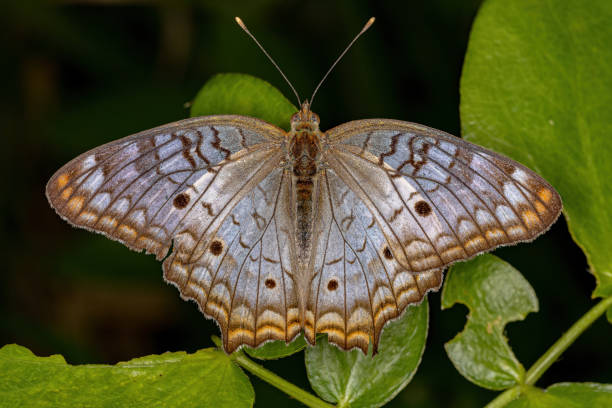 falena pavone bianca adulta - nymphalid foto e immagini stock