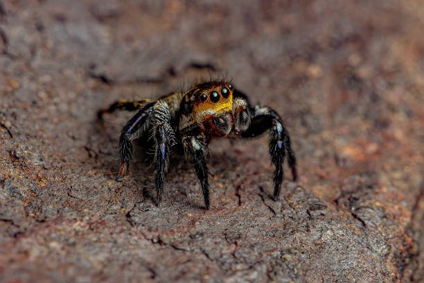 istock Male adult jumping spider 1362901168