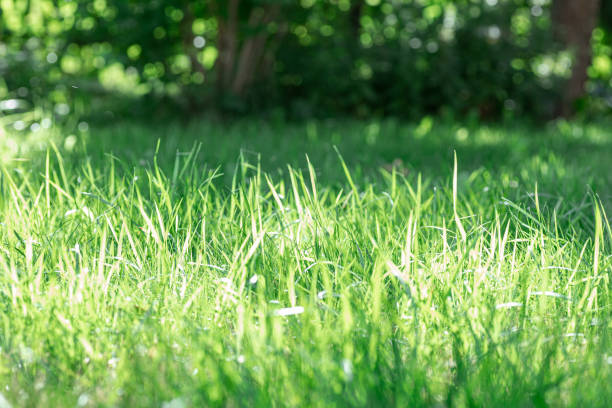 istock Medium height green grass lit with rays of sun with blurred blades of grass in front and back. Forest meadow for wild walks and returning to nature. Environmental friendliness 1362901318