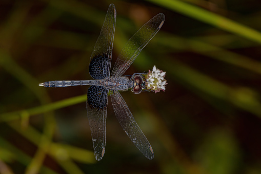 Adult Dragonfly Insect of the Family Libellulidae