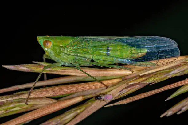 Adult Green Dictyopharid Planthopper Insect of the Family Dictyopharidae