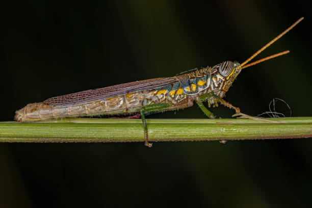istock Adult Spurthroat Toothpick Grasshopper 1362901552