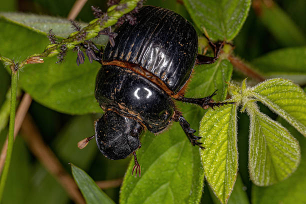istock Adult Small Dung Beetle 1362901580