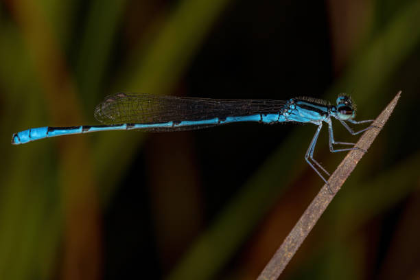 istock Adult Narrow-winged Damselfly 1362901647