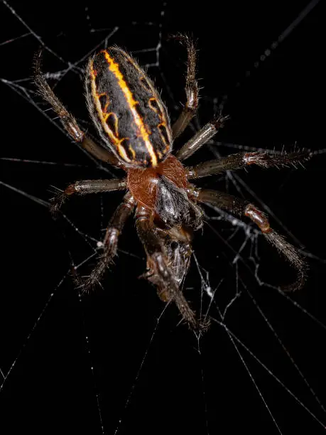 Adult Classic Orbweaver of the species Alpaida veniliae