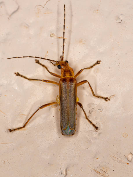istock Adult Elateriform Beetle 1362901787