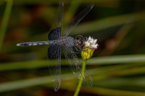 Adult Dragonfly Insect of the Family Libellulidae