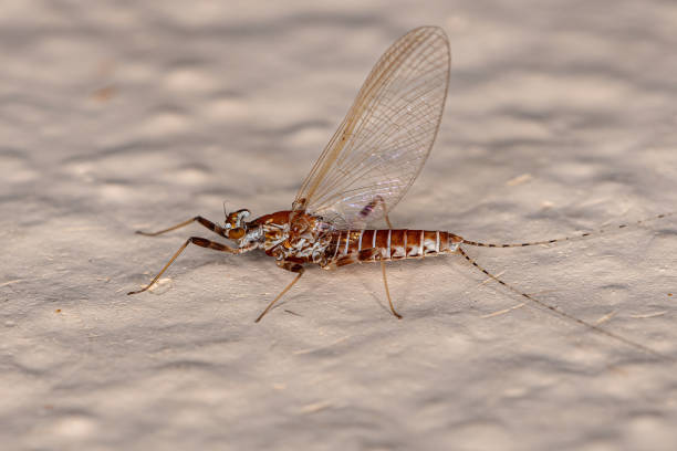 dorosła samica mayfly - baetis zdjęcia i obrazy z banku zdjęć