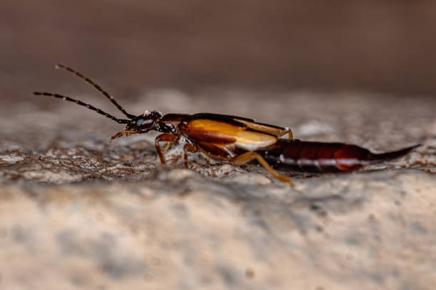 istock Adult Common Earwig 1362901839