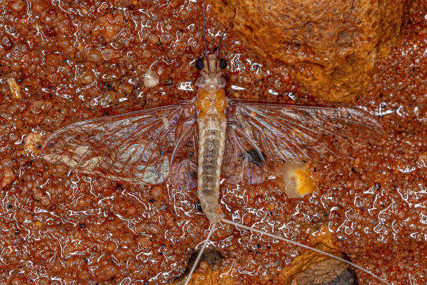 terrier terrier pâle adulte maylfly - ephemera photos et images de collection