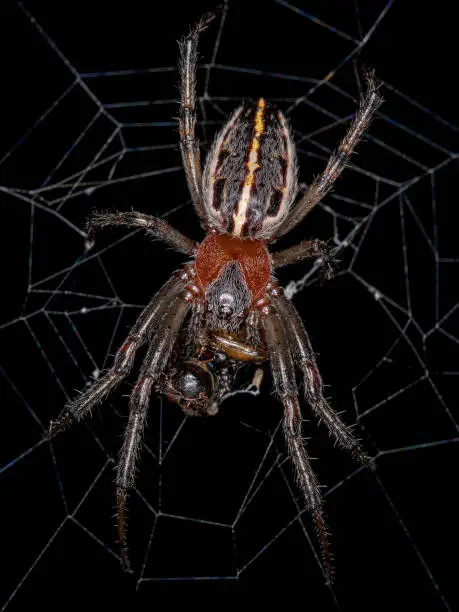 Adult Classic Orbweaver of the species Alpaida veniliae