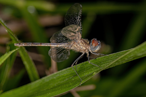 Adult Dragonfly Insect of the Superfamily Libelluloidea