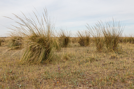 Grass grows on the lake. large hummocks of grass on the shores of a salt lake in the Kazakhstan steppe