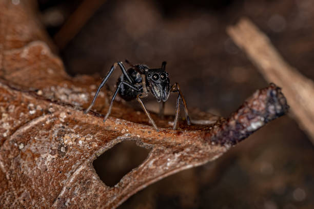 istock Adult Jumping Spider 1362902019