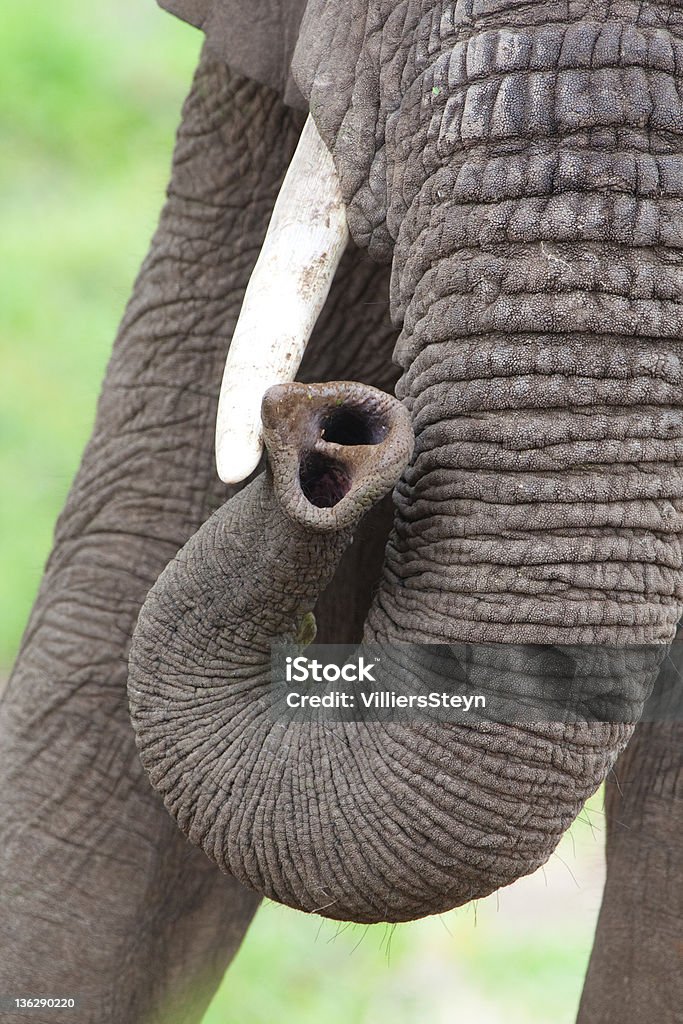 Elephant Trunk Stock Photo - Download Image Now - Animal Hair, Africa,  African Elephant - iStock