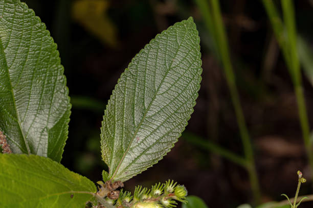 istock Angiosperm Plant in close up 1362902689