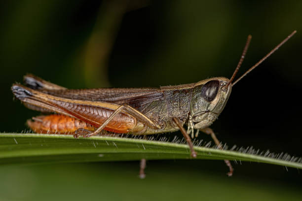 istock Adult Stridulating Slantface Grasshopper 1362902747