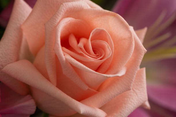 Macrophotography of beautiful pink rose.