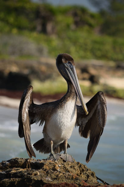 istock Brown Pelican in Mexico 03 1362902920
