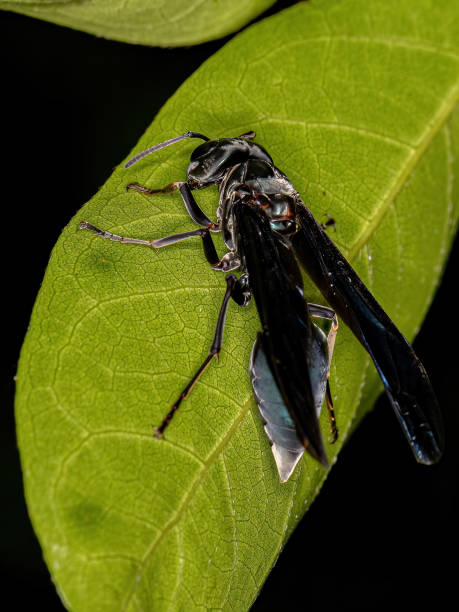 istock Adult Female Warrior Wasp 1362902948