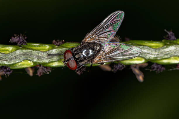 istock Adult House Fly 1362902966