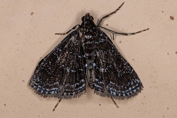 istock Adult Moth Insect 1362903175