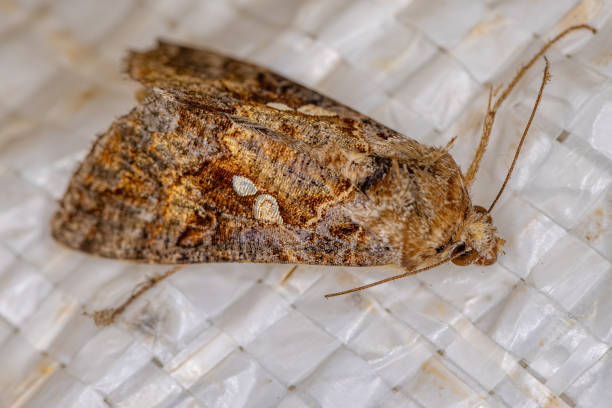 istock Adult Moth Insect 1362903183