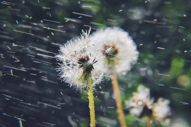 green spring meadow close-up on dandelion flower seeds, sow; water drops dark background