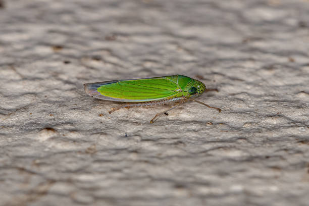 istock Adult Small Sharpshooter Insect 1362903229
