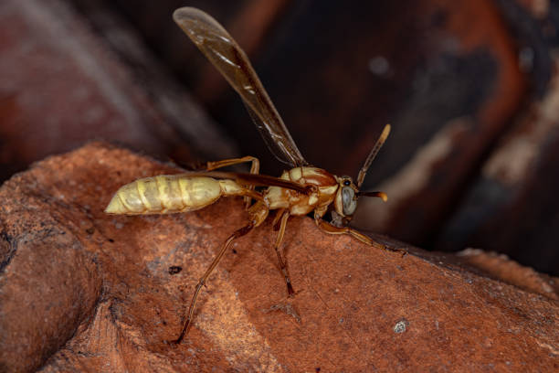 istock Adult Paper Wasp 1362903253