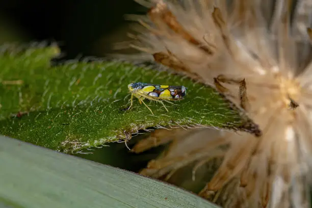 Adult Brazilian Leafhopper of the species Protalebrella brasiliensis