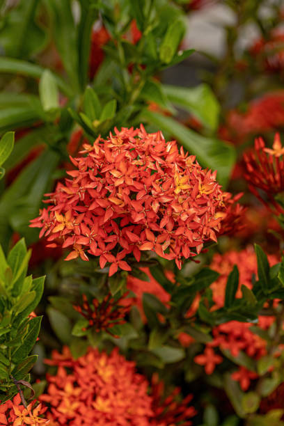 istock Chinese Ixora Plant Flower 1362903458