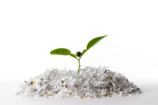 Plant growing from a pile of recycled paper isolated on white background.