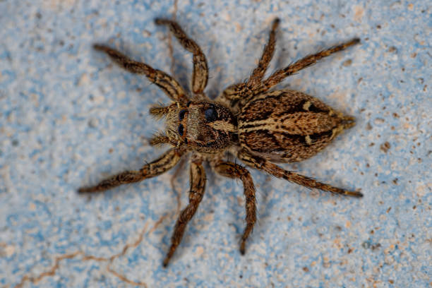 istock Adult Female Pantropical Jumping Spider 1362903522